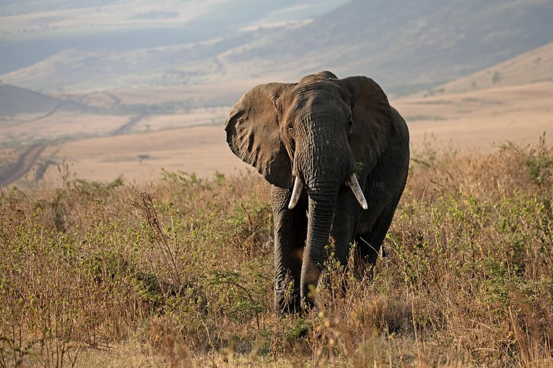 Elephants Safari